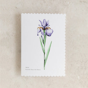 Iris Watercolour Scalloped Sustainable Greeting Card