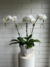 Load image into Gallery viewer, Orchid Planter
