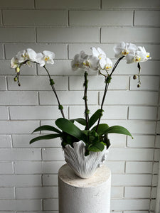 Orchid Planter