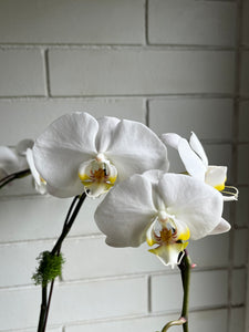 Orchid Planter