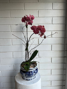 Orchid Planter in Blue Vase