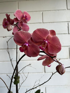 Orchid Planter in Blue Vase