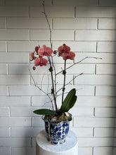 Load image into Gallery viewer, Orchid Planter in Blue Vase
