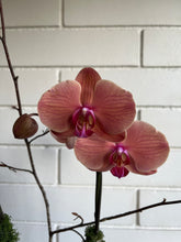 Load image into Gallery viewer, Orchid Planter in Blue Vase
