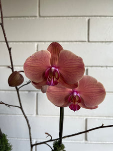 Orchid Planter in Blue Vase