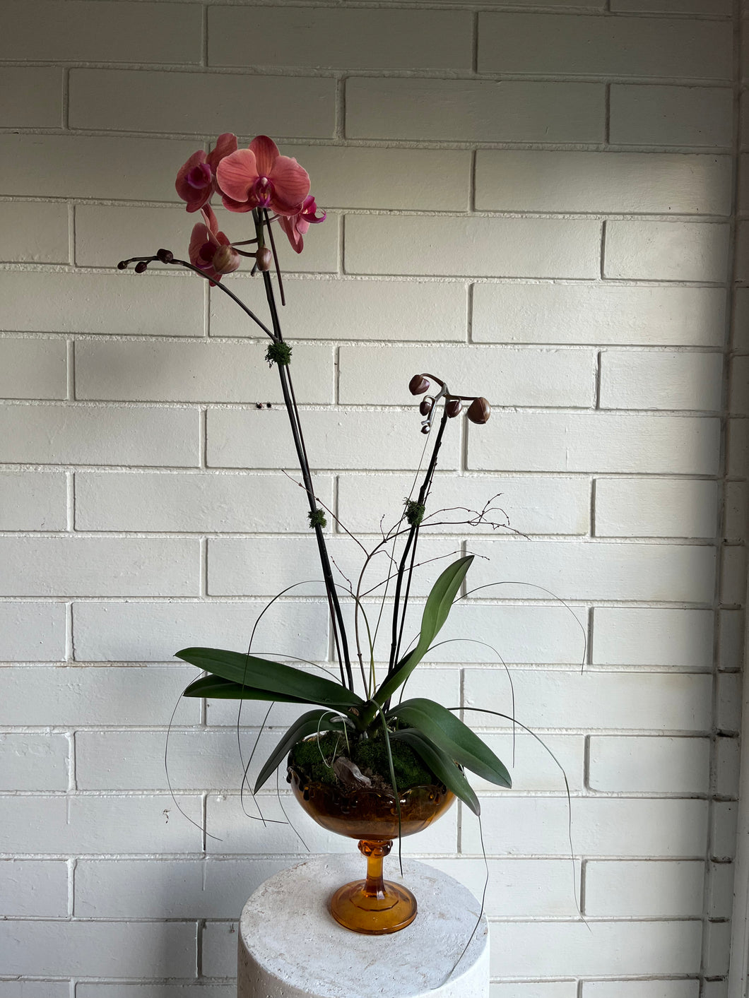 Orchid Planter in Amber pedestal