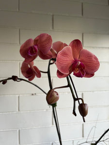 Orchid Planter in Amber pedestal