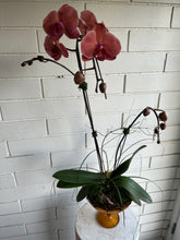 Load image into Gallery viewer, Orchid Planter in Amber pedestal
