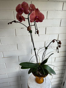 Orchid Planter in Amber pedestal