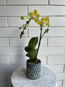 Orchid Planter in Tile Pot