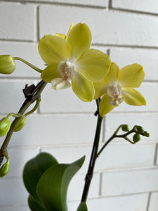 Orchid Planter in Tile Pot