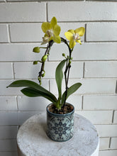 Load image into Gallery viewer, Orchid Planter in Tile Pot
