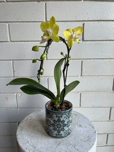 Orchid Planter in Tile Pot