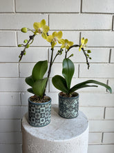 Load image into Gallery viewer, Orchid Planter in Tile Pot
