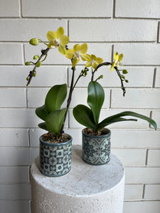 Orchid Planter in Tile Pot