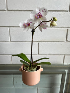 Orchid Planter in Peach pot