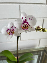 Load image into Gallery viewer, Orchid Planter in Peach pot
