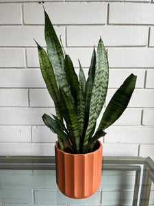 Snake Plant