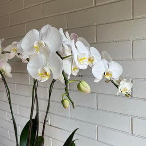 Potted Orchid