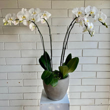Load image into Gallery viewer, Potted Orchid
