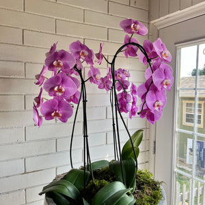 Orchid Planter in Terazzo Pot
