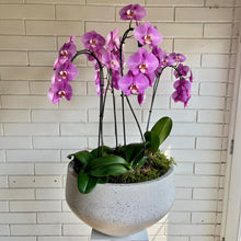 Load image into Gallery viewer, Orchid Planter in Terazzo Pot
