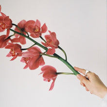 Load image into Gallery viewer, ♥ Valentine&#39;s Day ♥ - Large Cymbidium Orchid Stem
