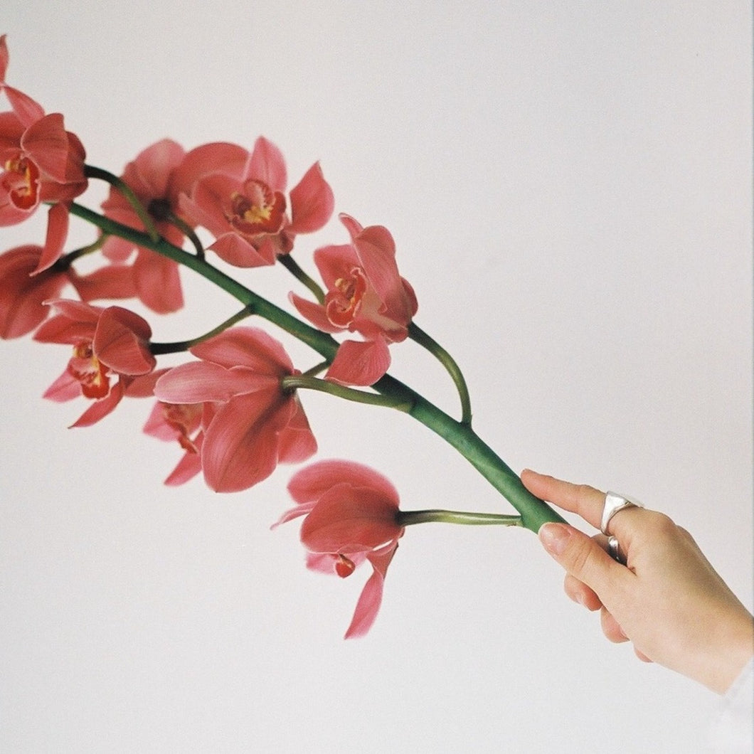 ♥ Valentine's Day ♥ - Large Cymbidium Orchid Stem