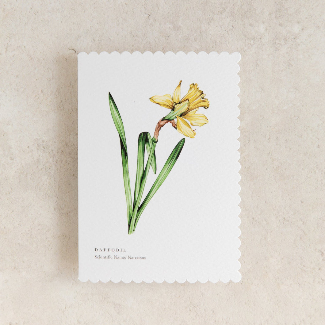 Sophie Brabbins - Daffodil Card