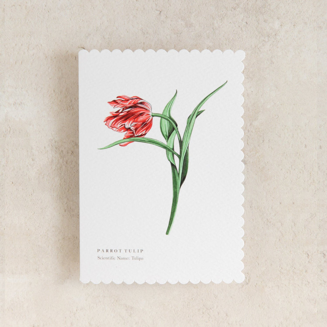 Sophie Brabbins - Parrot Tulip Card