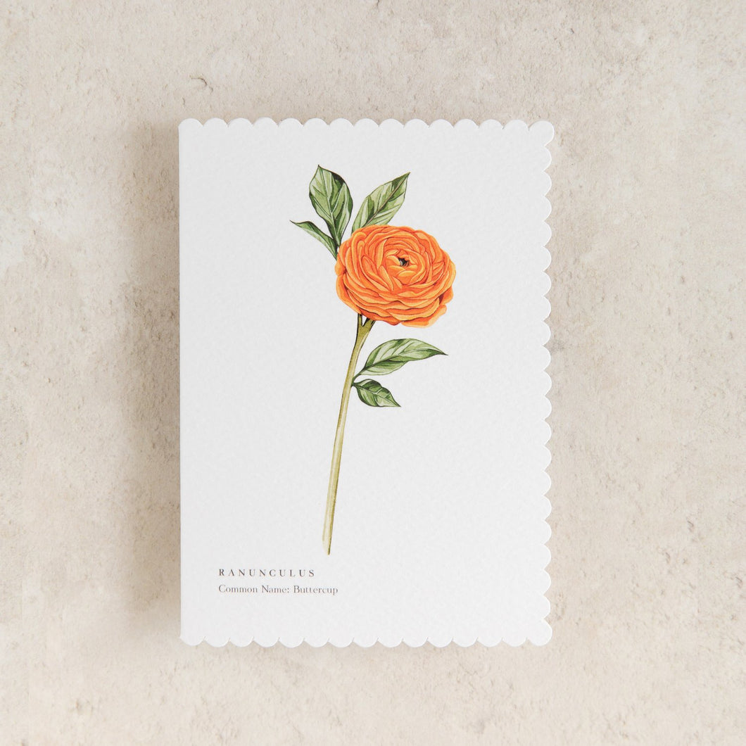 Sophie Brabbins - Ranunculus Card