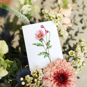 Sophie Brabbins - Mini Anemone Greeting Card