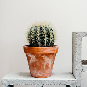Barrel Cactus