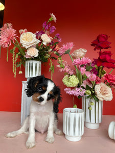 ♥ Valentine's Day ♥ - Designer's Choice Vase Arrangement