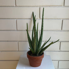 Load image into Gallery viewer, Aloe Vera in Terracotta
